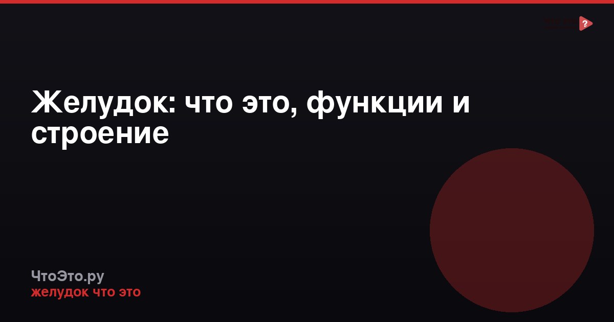 Желудок: что это, функции и строение