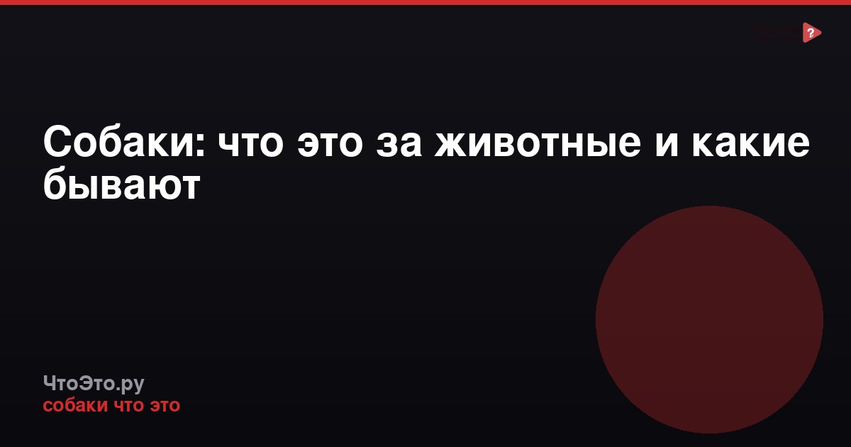 Собаки: что это за животные и какие бывают