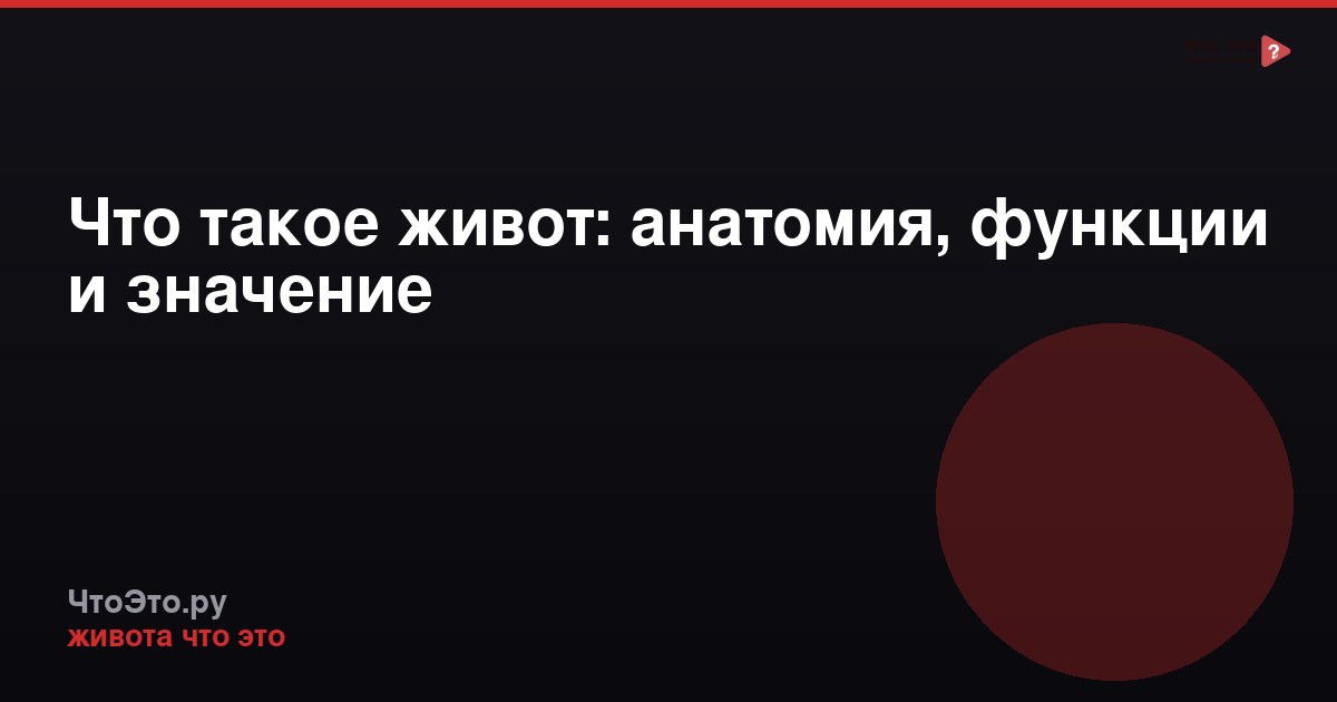 Что такое живот: анатомия, функции и значение