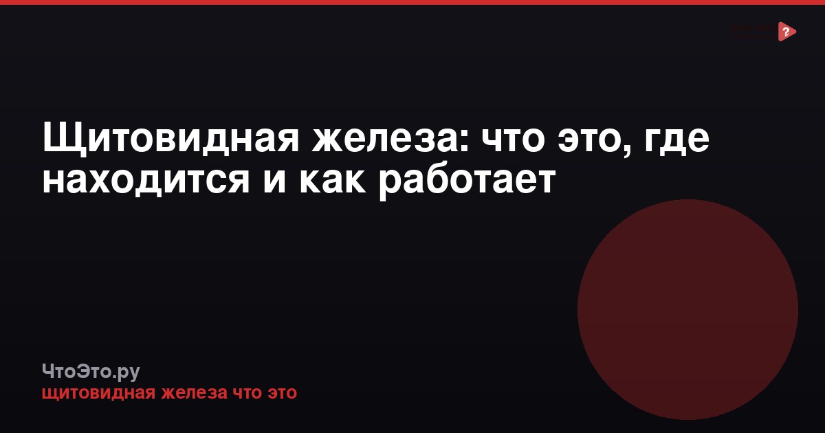 Щитовидная железа: что это, где находится и как работает