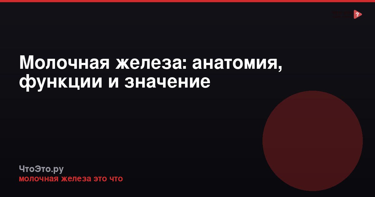 Молочная железа: анатомия, функции и значение