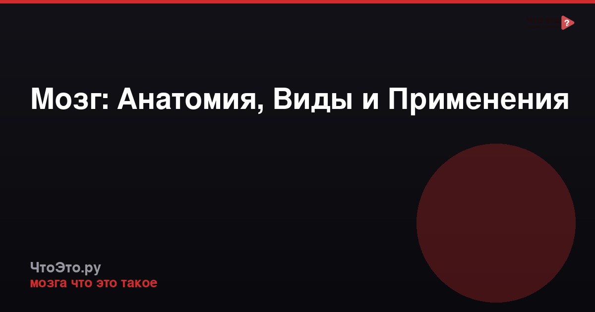 Мозг: Анатомия, Виды и Применения