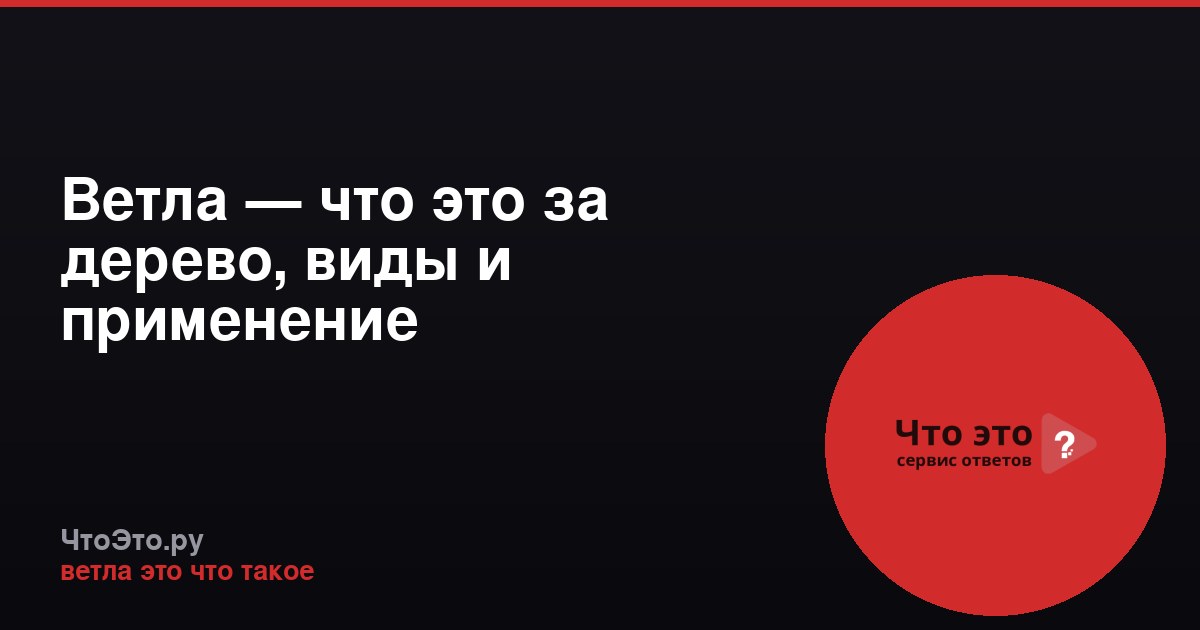 Ветла — что это за дерево, виды и применение