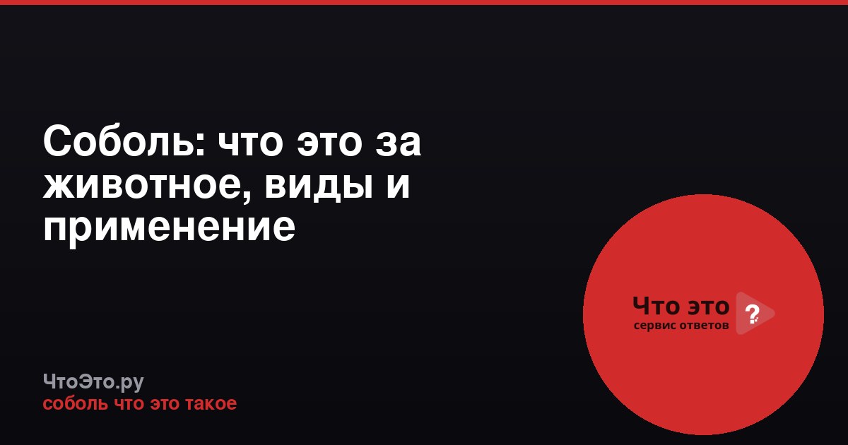 Соболь: что это за животное, виды и применение