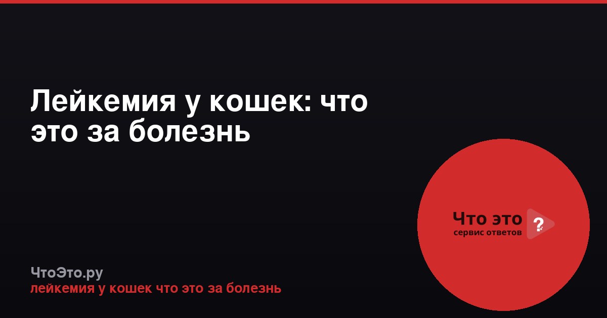 Лейкемия у кошек: что это за болезнь