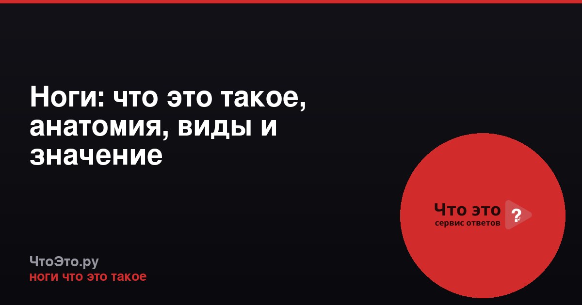 Ноги: что это такое, анатомия, виды и значение