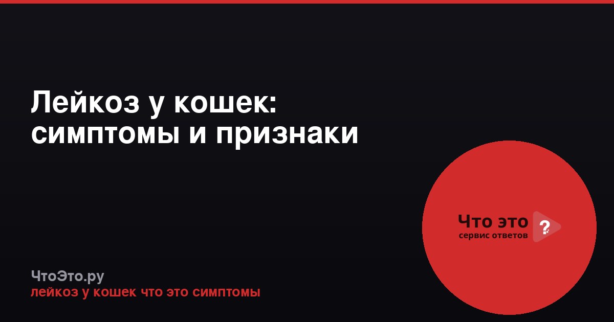 Лейкоз у кошек: симптомы и признаки
