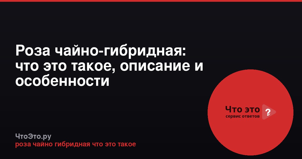 Роза чайно-гибридная: что это такое, описание и особенности