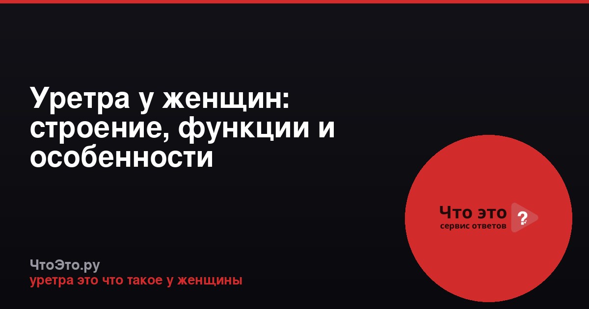 Уретра у женщин: строение, функции и особенности