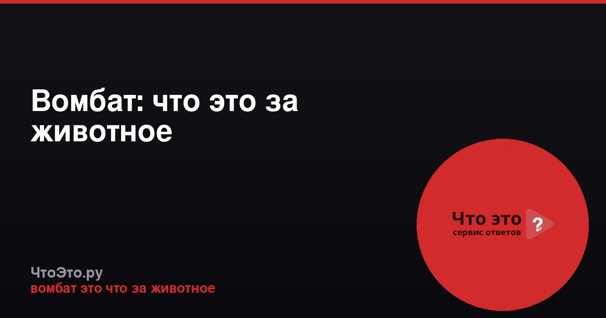 Вомбат: что это за животное