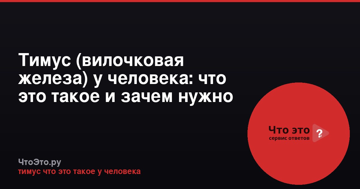 Тимус (вилочковая железа) у человека: что это такое и зачем нужно