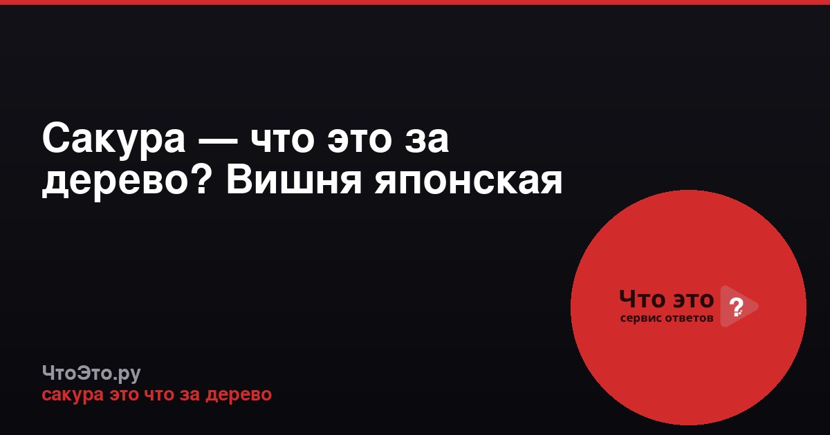 Сакура — что это за дерево? Вишня японская