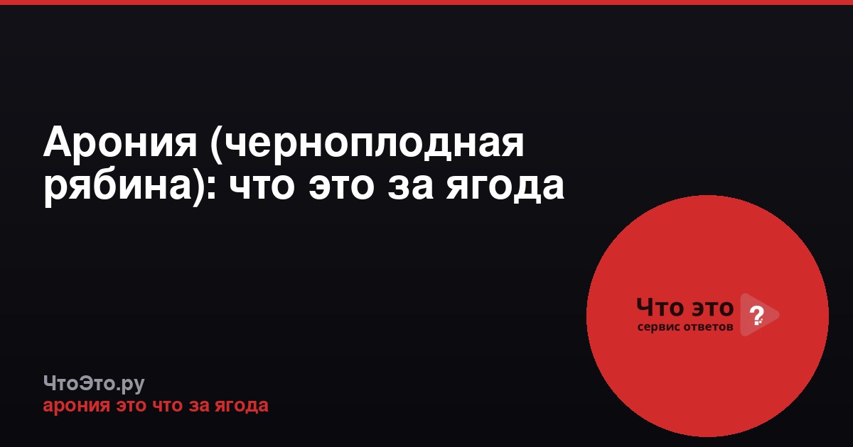 Арония (черноплодная рябина): что это за ягода