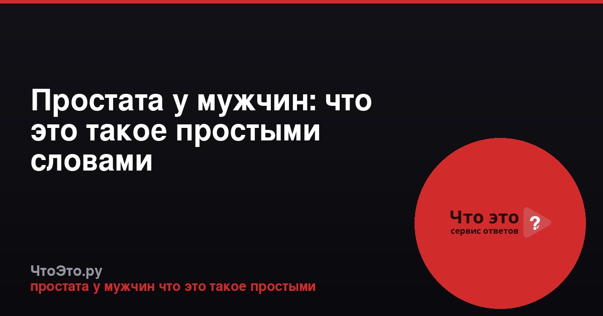 Простата у мужчин: что это такое простыми словами
