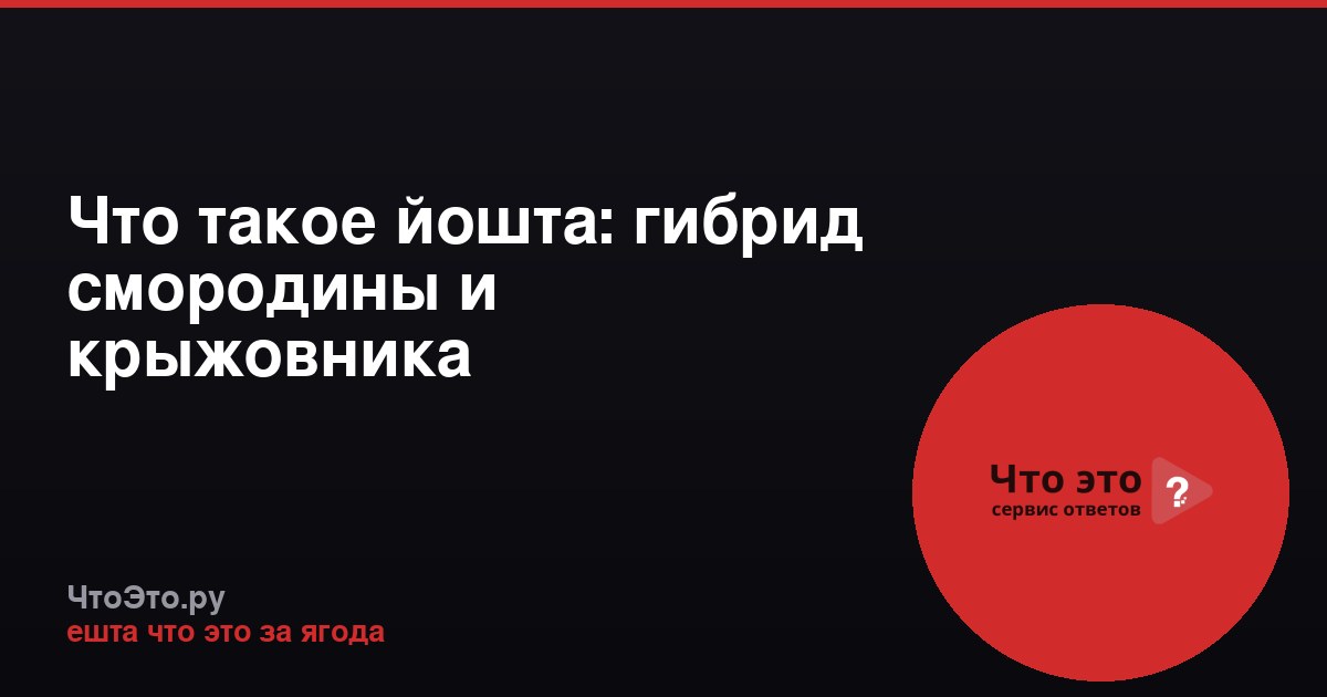 Что такое йошта: гибрид смородины и крыжовника