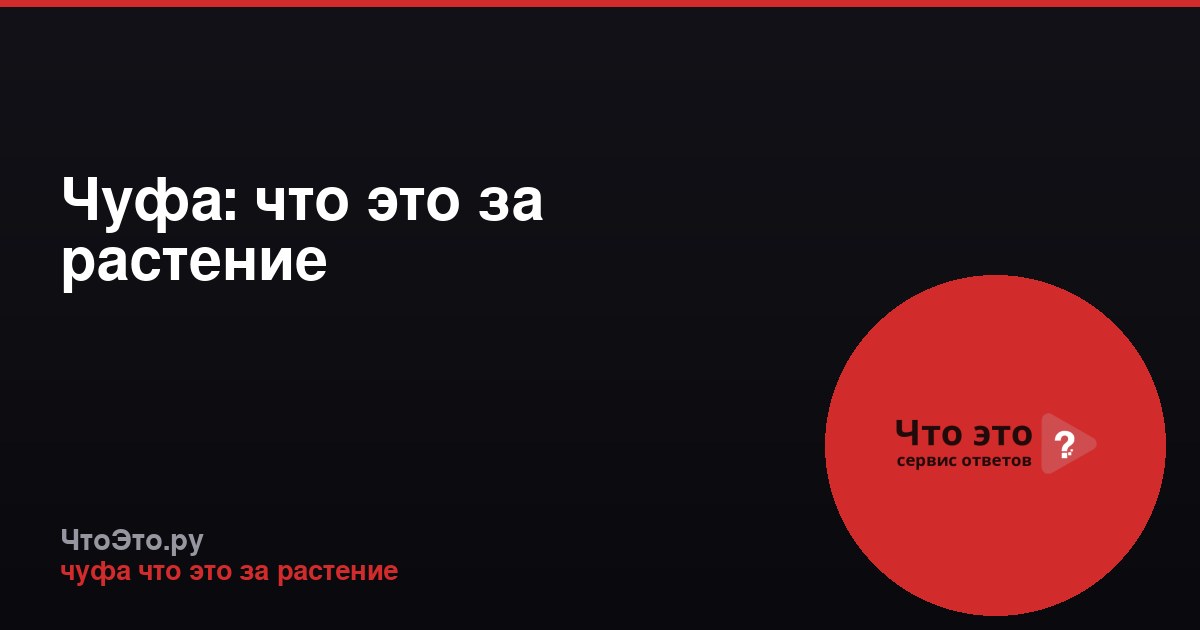Чуфа: что это за растение
