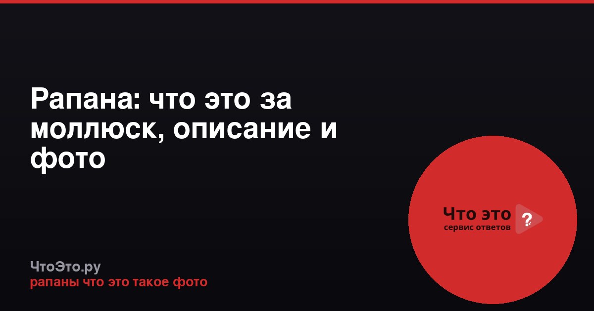 Рапана: что это за моллюск, описание и фото