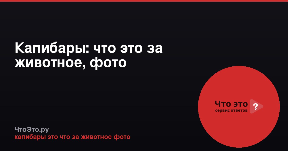 Капибары: что это за животное, фото