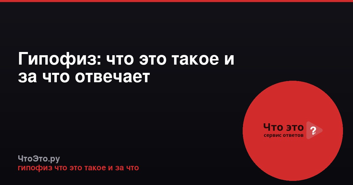 Гипофиз: что это такое и за что отвечает