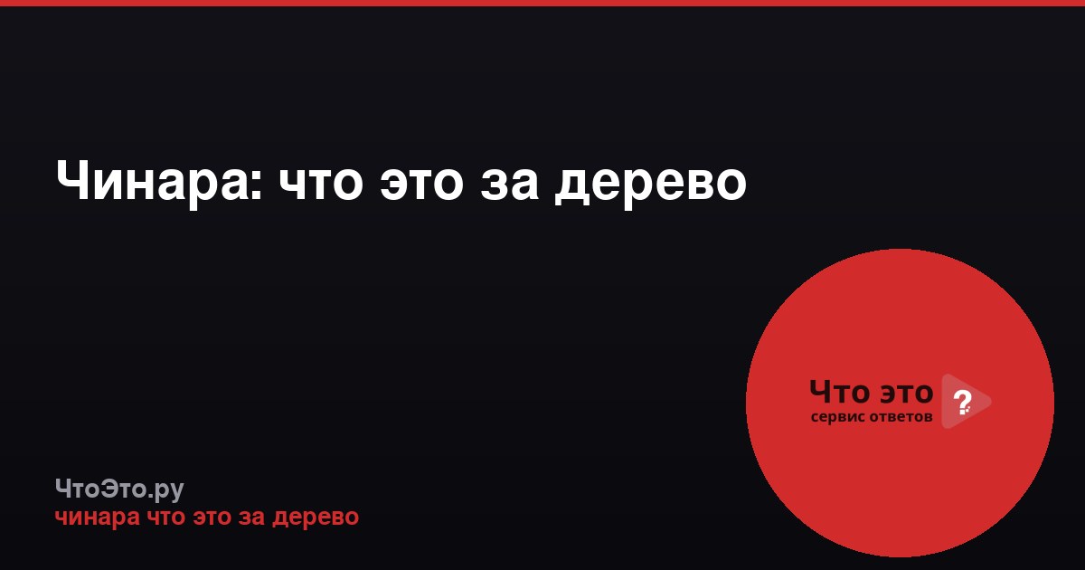 Чинара: что это за дерево