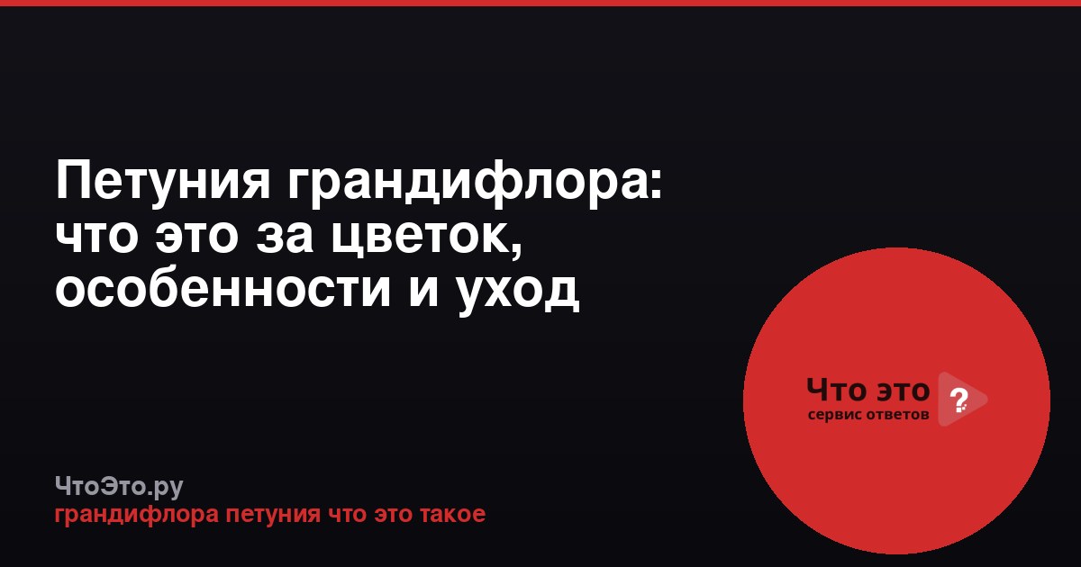 Петуния грандифлора: что это за цветок, особенности и уход