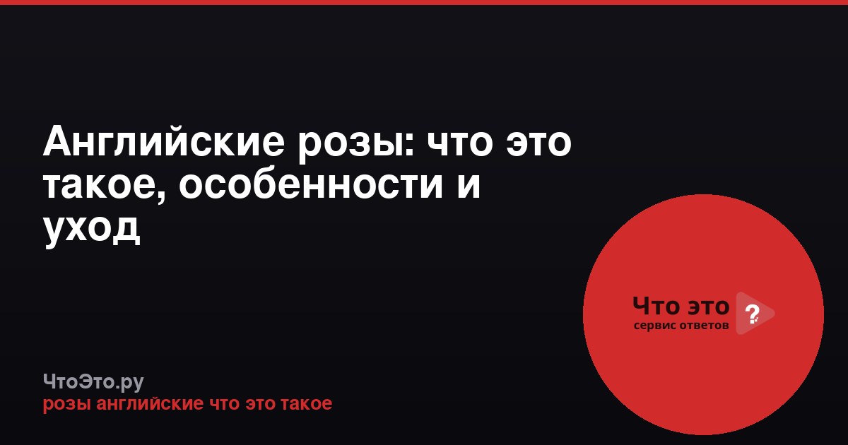 Английские розы: что это такое, особенности и уход