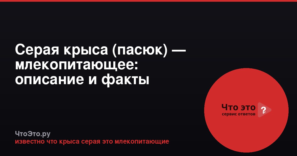 Серая крыса (пасюк) — млекопитающее: описание и факты