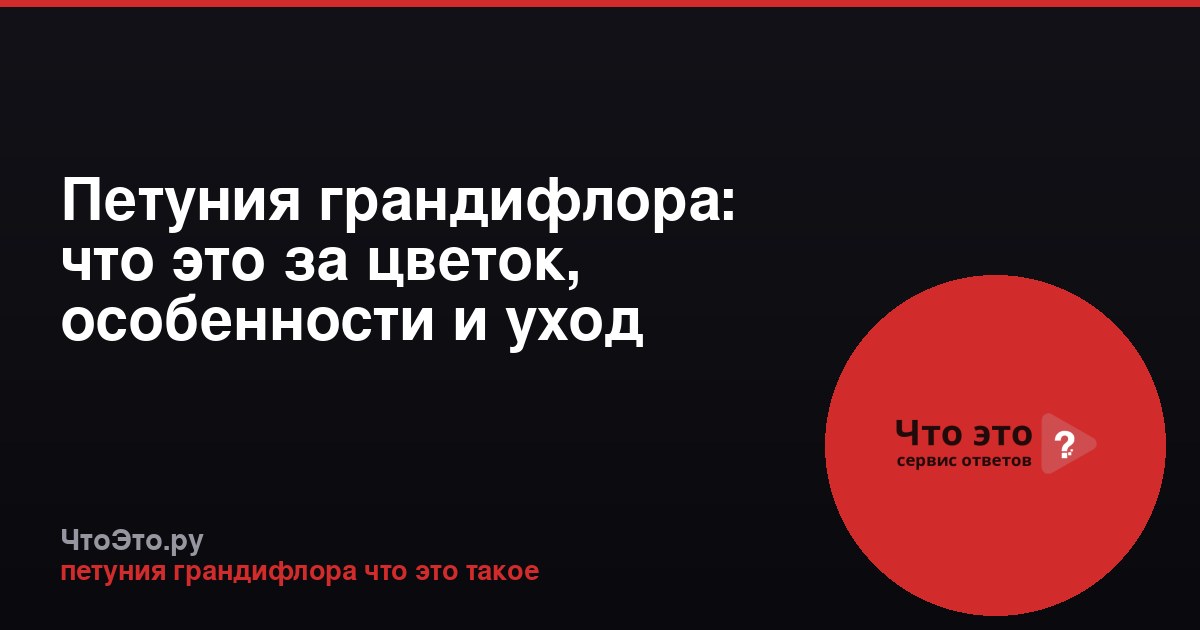 Петуния грандифлора: что это за цветок, особенности и уход