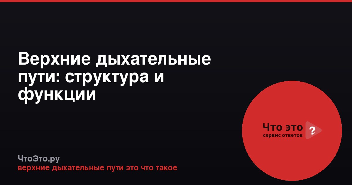 Верхние дыхательные пути: структура и функции