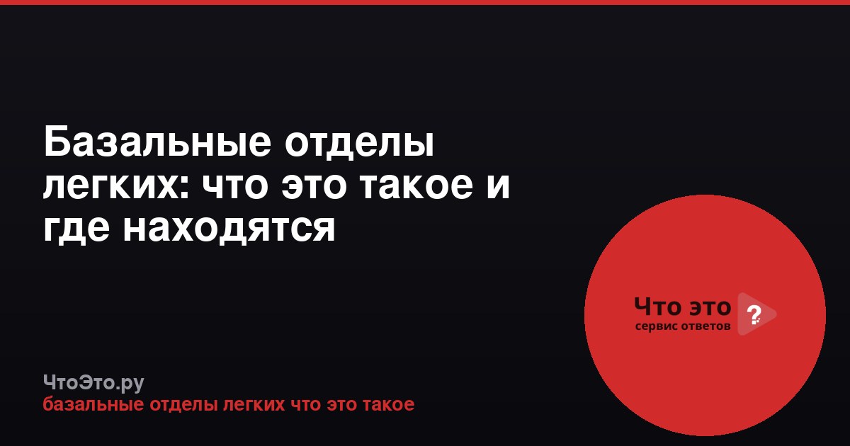 Базальные отделы легких: что это такое и где находятся