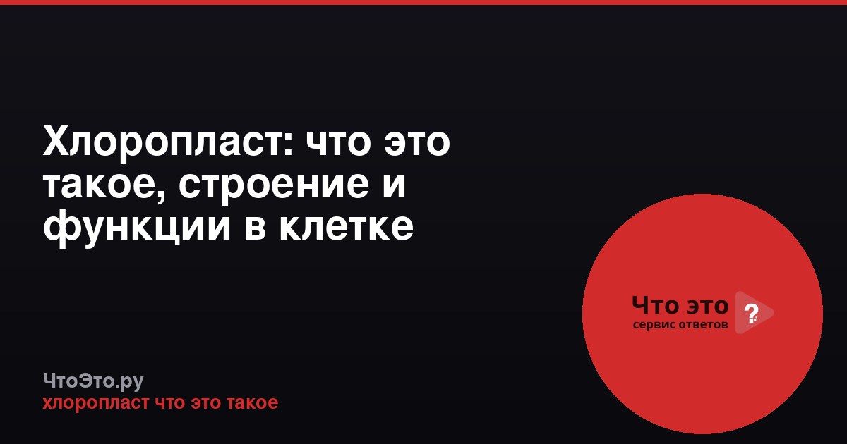Хлоропласт: что это такое, строение и функции в клетке