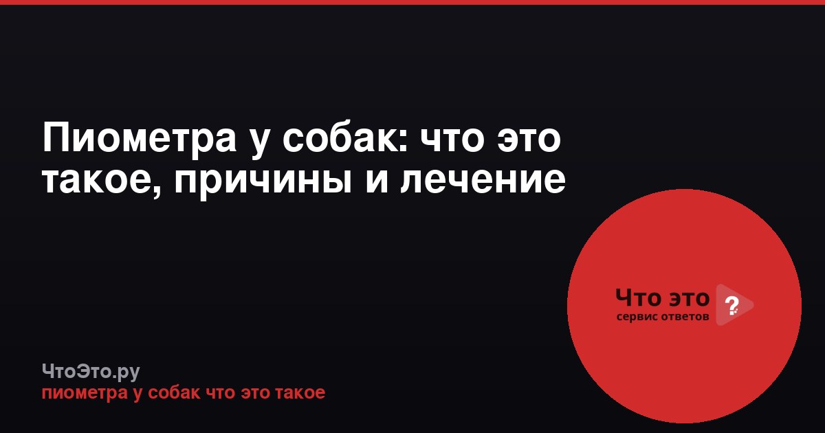Пиометра у собак: что это такое, причины и лечение