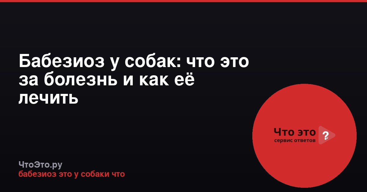 Бабезиоз у собак: что это за болезнь и как её лечить
