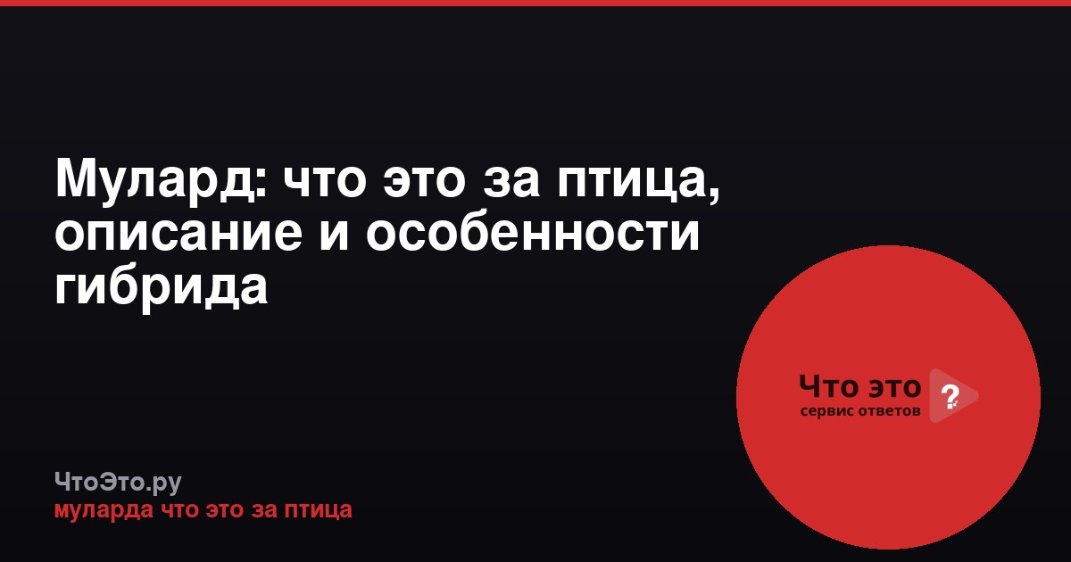Мулард: что это за птица, описание и особенности гибрида