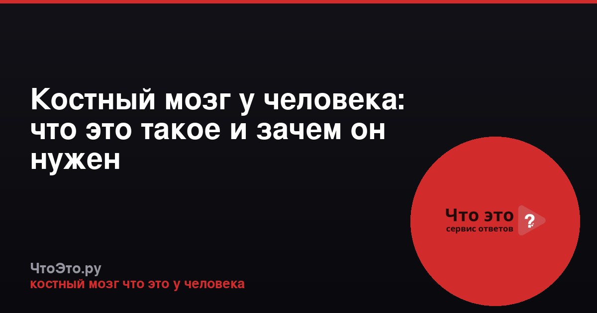 Костный мозг у человека: что это такое и зачем он нужен