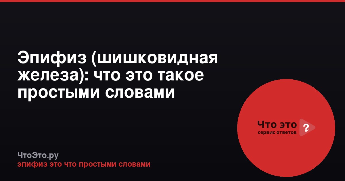 Эпифиз (шишковидная железа): что это такое простыми словами