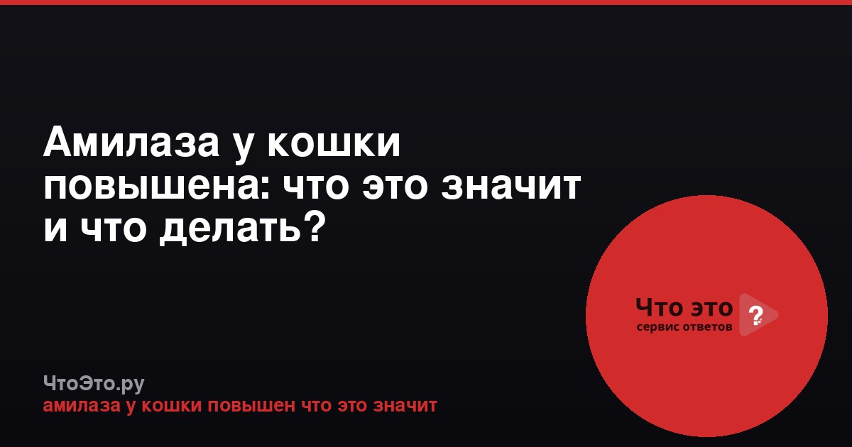 Амилаза у кошки повышена: что это значит и что делать?