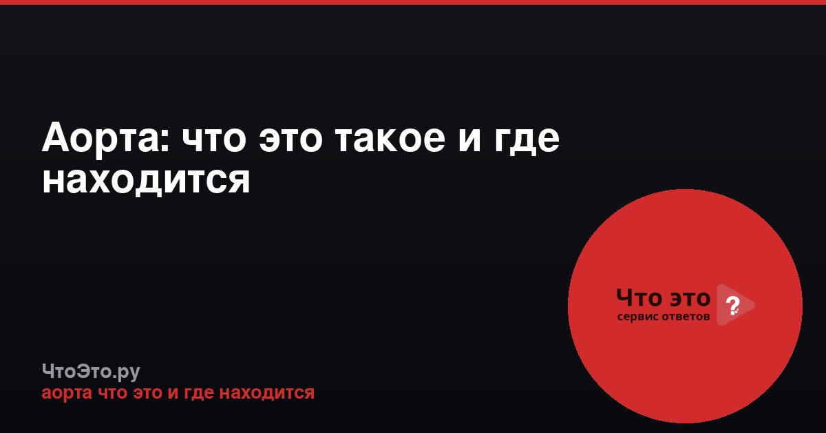 Аорта: что это такое и где находится