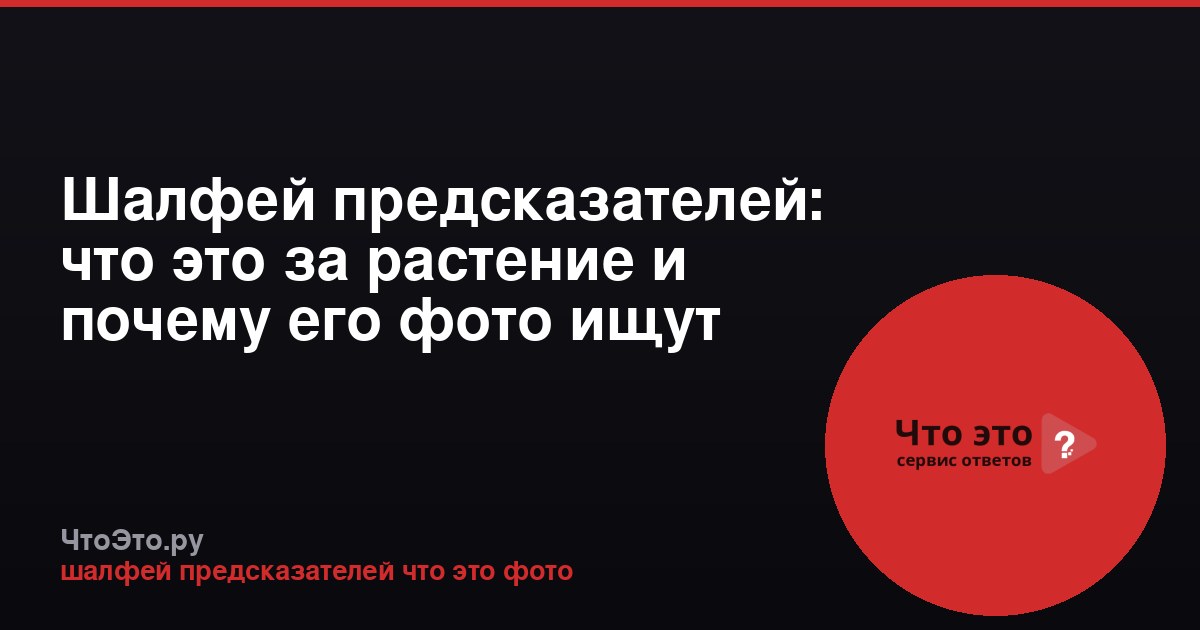Шалфей предсказателей: что это за растение и почему его фото ищут