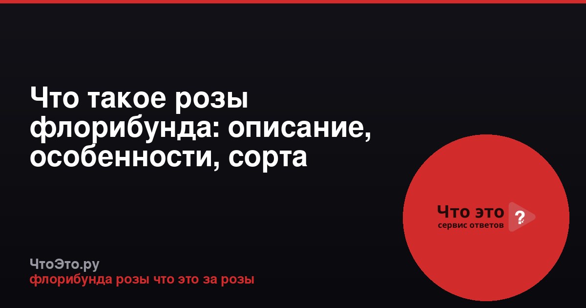Что такое розы флорибунда: описание, особенности, сорта