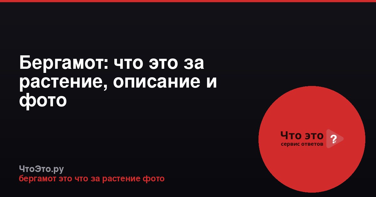 Бергамот: что это за растение, описание и фото