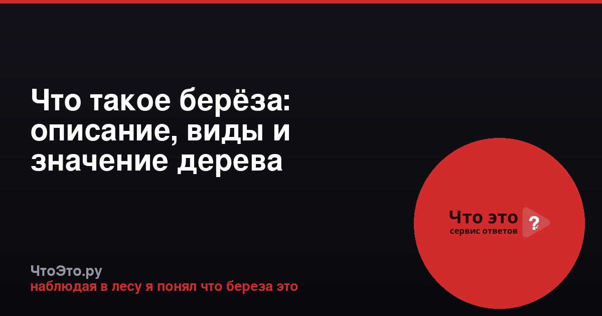 Что такое берёза: описание, виды и значение дерева